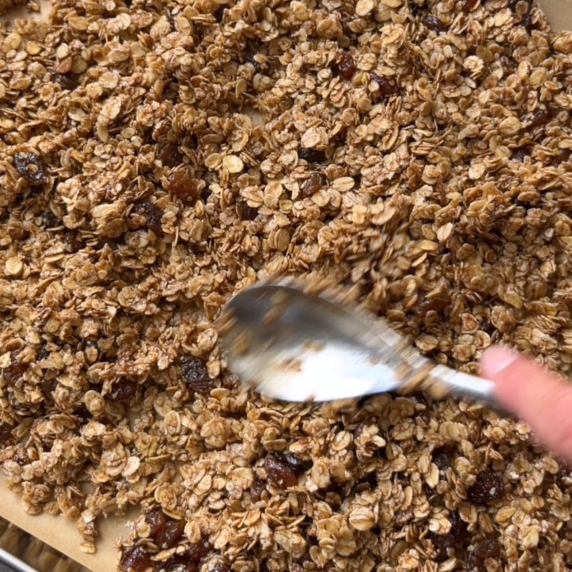 A close-up of homemade cinnamon granola with oats and raisins being stirred on a baking sheet using a metal spoon.
